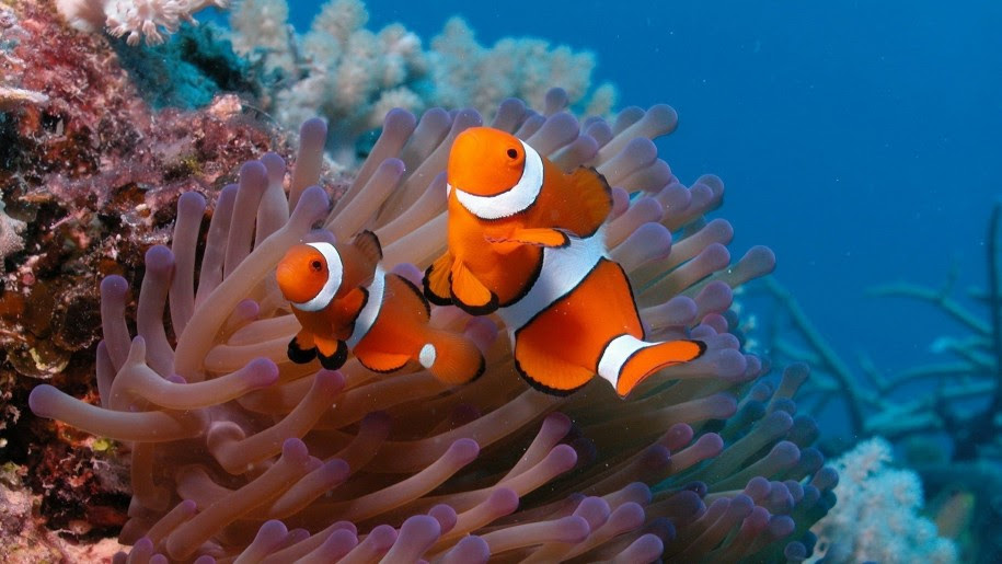 Image de Eau Poisson Clown Aquarium Eau Douce